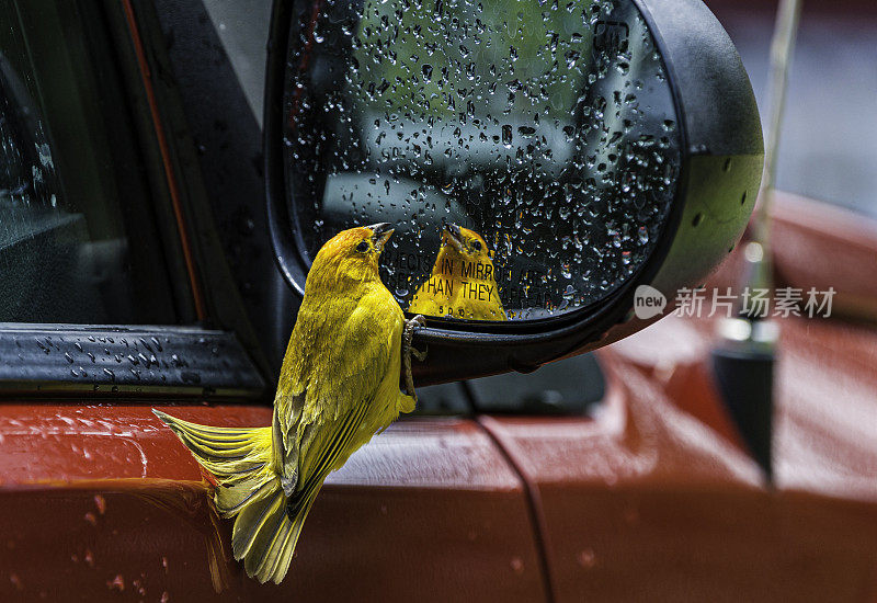 番红花雀(Sicalis flaveola)是一种来自南美洲的tanager，在亚马逊盆地以外的低地的开放和半开放地区很常见。它还被引进到夏威夷、波多黎各和其他地方。夏威夷火山国家公园，夏威夷